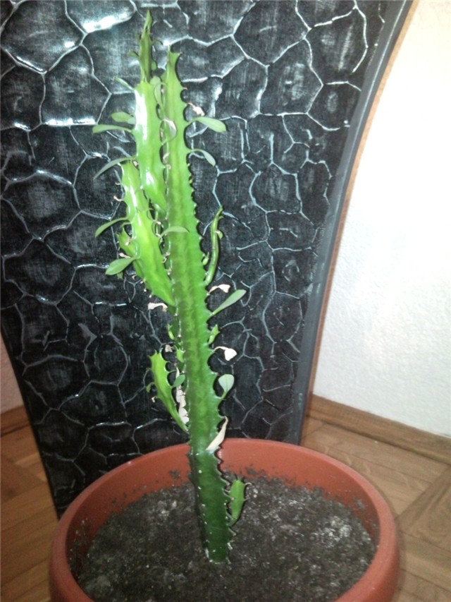 kaktus